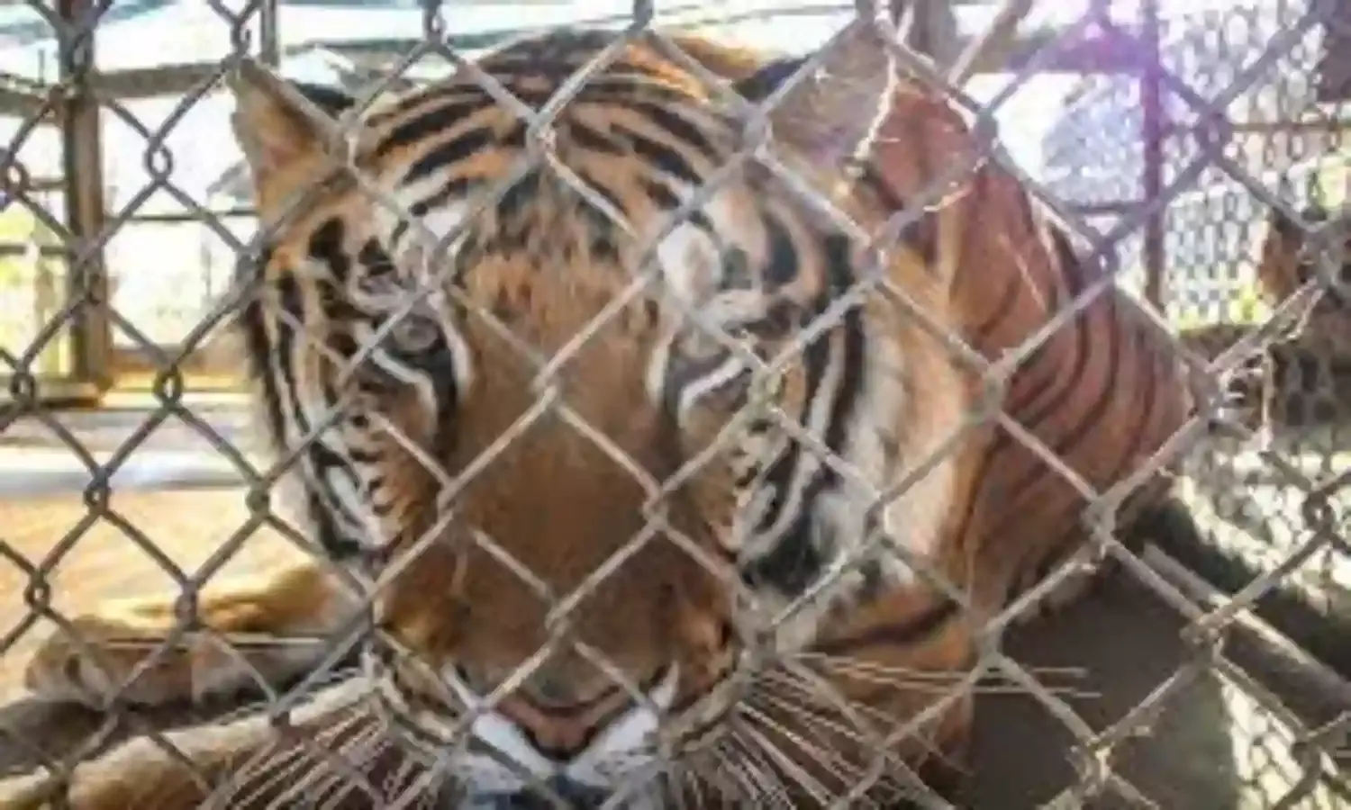 8 tigers die in Vietnam after being rescued from captivity