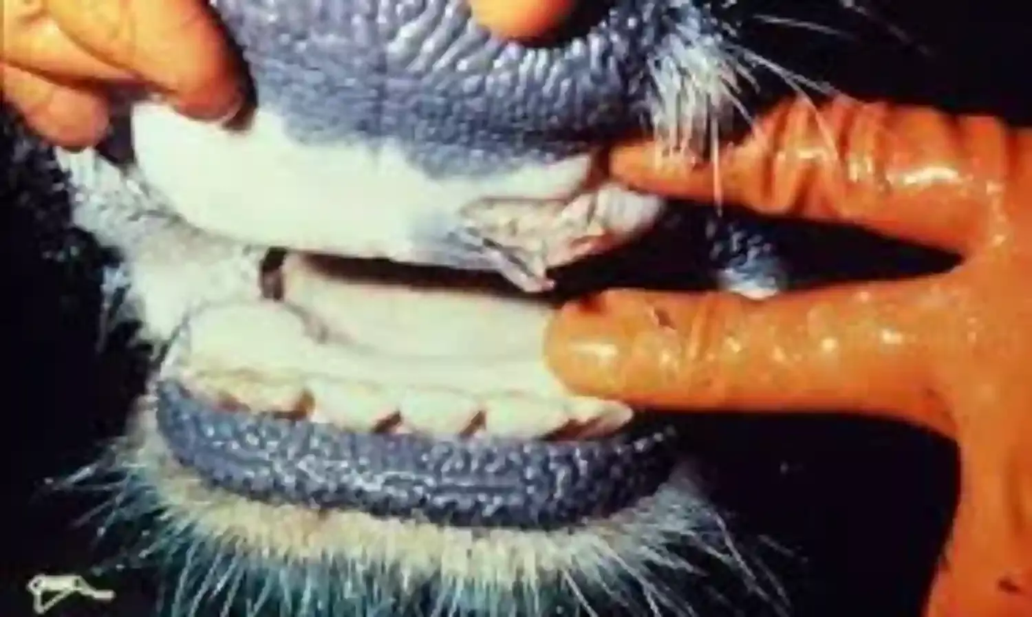 Foot, mouth disease outbreak spreads in northeast Namibia