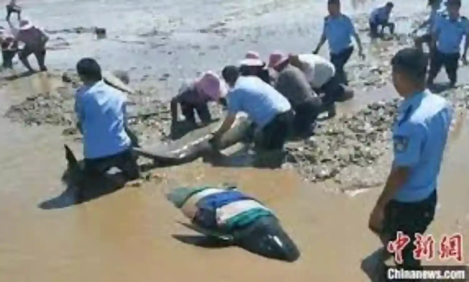 3 of 12 stranded whales died in east China’s Zhejiang