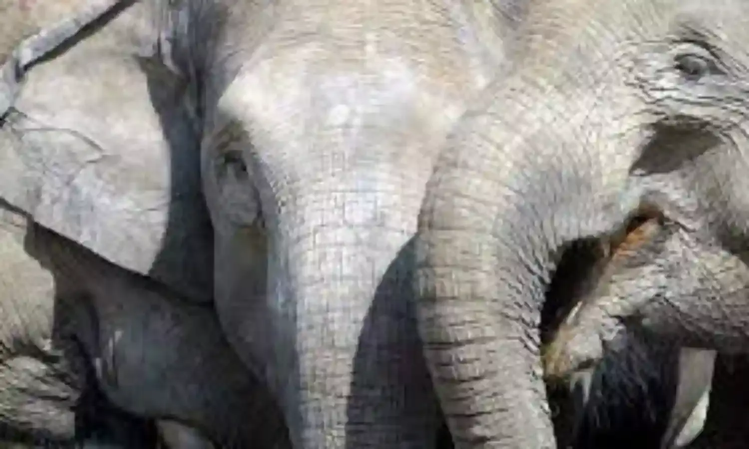 Rampaging Sumatran elephant kills farmer in Indonesia