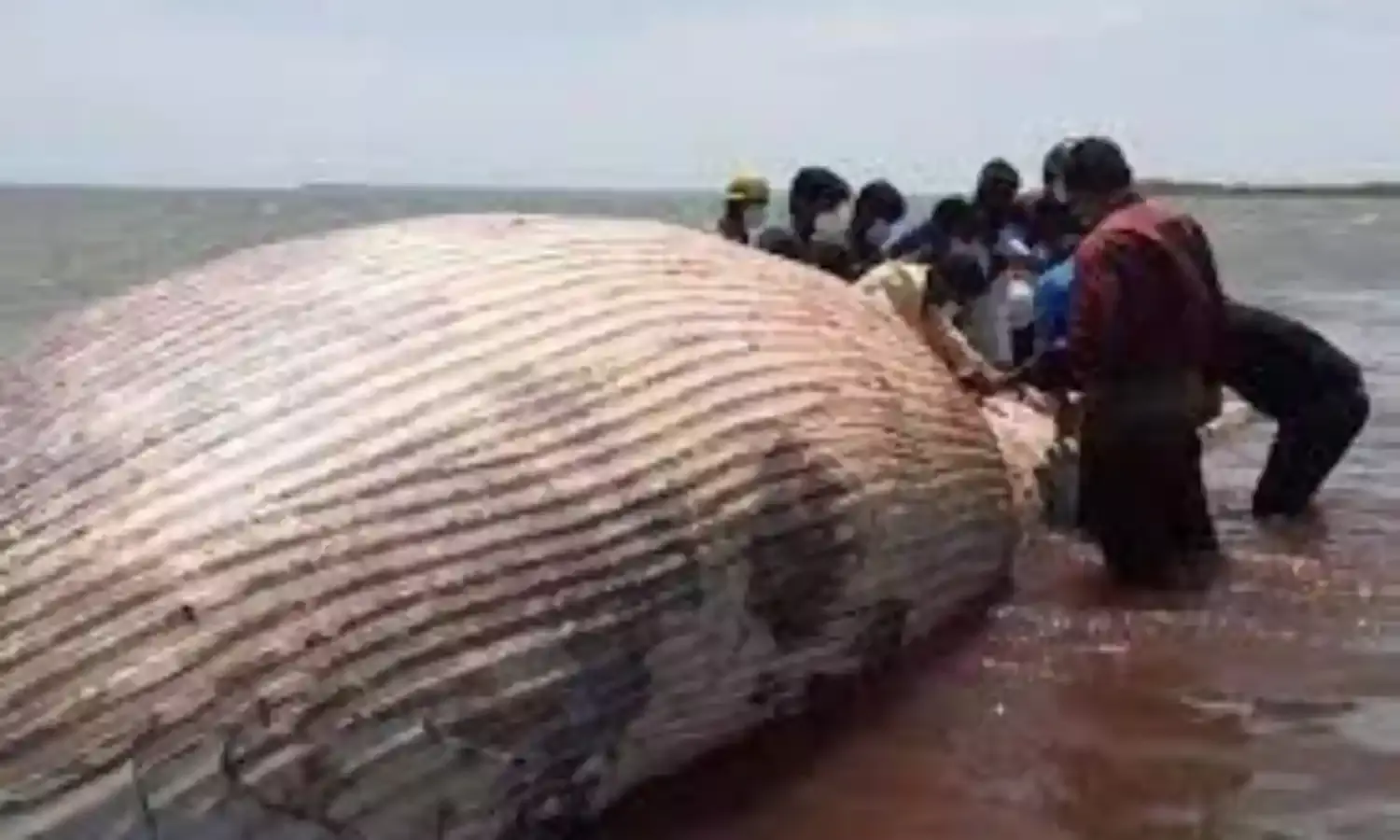 Sri Lankan minister blames marine life deaths on vessel
