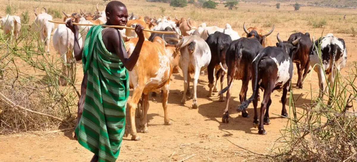 Outbreak of foot and mouth disease: Jigawa Govt directs cattle breeders to visit Veterinary Clinics