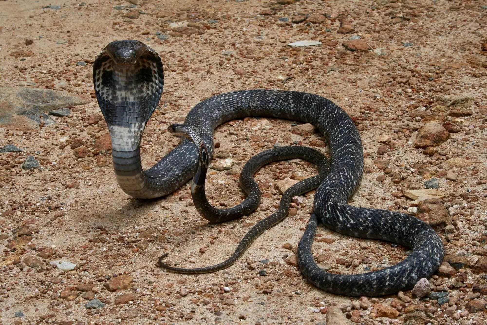 STOP SUCKING SNAKE BITE SPOT, US HEALTH WORKERS WARNS