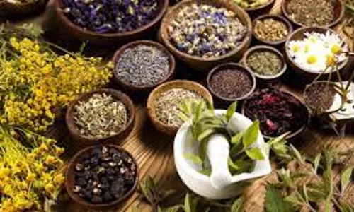 Kaduna Herbal Medicine Practitioner Complain of High Cost of Herbs