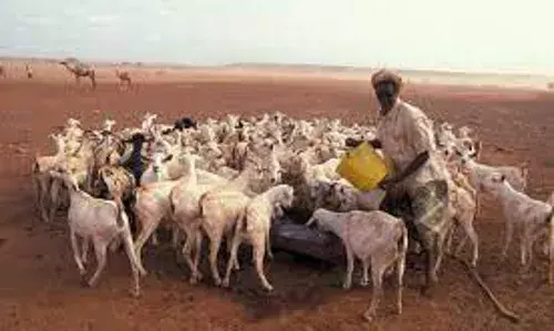 Kenyan Pastoralists Still at Margins of Survival Amid Climatic Stresses