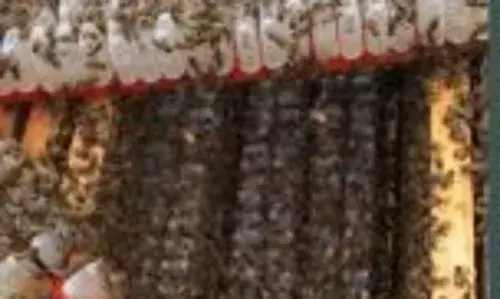 Research Centre Urges Investment in Beekeeping