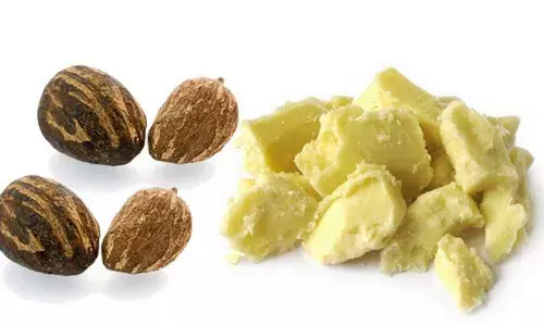 Africa to Raise $65.5m to Support Shea Production Africa to Raise $65.5m to Support Shea Production