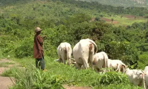 Jigawa Govt. to Demarcate 95km of Grazing Reserves, Cattle Routes