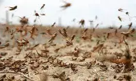 Locust Outbreak Destroys 700,000 Hectares of Land in Namibia