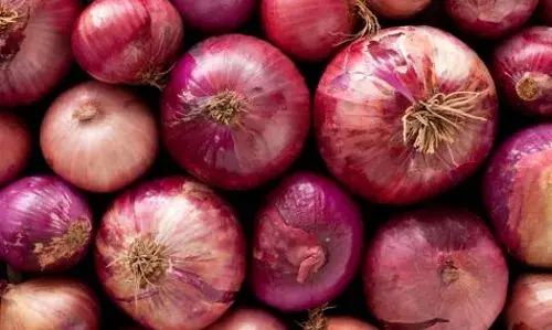 Nigerian onion marketers Commence Documented Exports