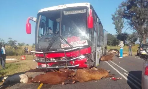 Bus Kills 12 heads of Cattle in Western Zambia