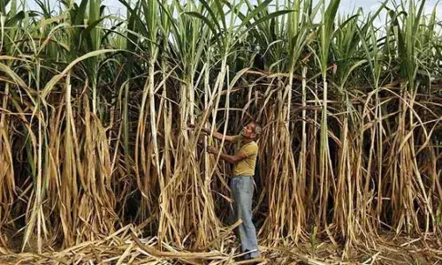 Sugarcane can Boost Sperm Count, Conception Sugarcane can Boost Sperm Count, Conception