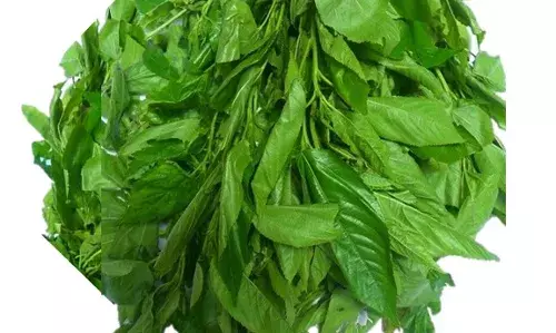 How Cultivating `Ewedu’ During Dry Season Will Be Highly Profitable How Cultivating `Ewedu’ During Dry Season Will Be Highly Profitable