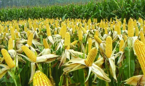 UNILORIN Researchers Develop New Maize Breed