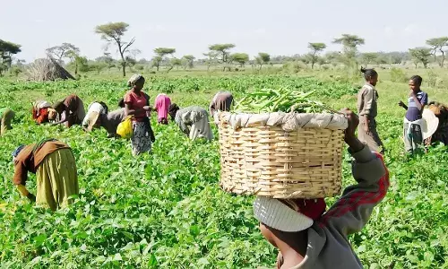 Organisation Supports 152,446 farmers, SMEs with Loan Organisation Supports 152,446 farmers, SMEs with Loan