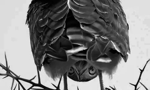 Poem: MAD (Mentally Advanced Defiant)