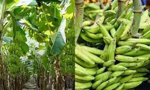 Plantains, bananas to surge Nigeria’s GDP- Scientist