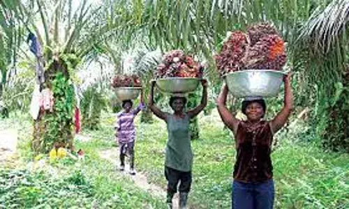 Company to train 800 oil palm farmers