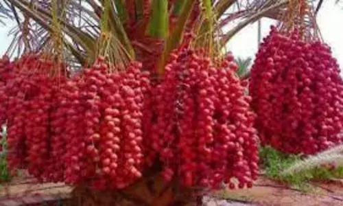 NIFOR urges farmers to embrace date palm cultivation