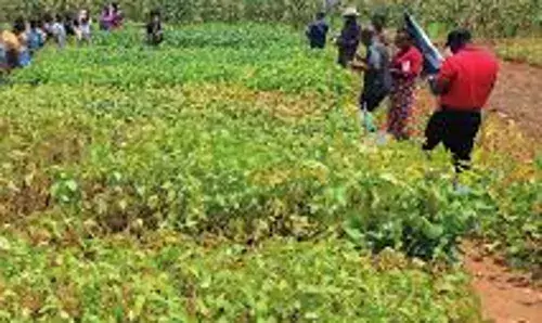 Ogun farmers sensitised to adopt climate-smart techniques