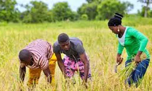 Agric expert urges farmers to adjust planting to align with climate change