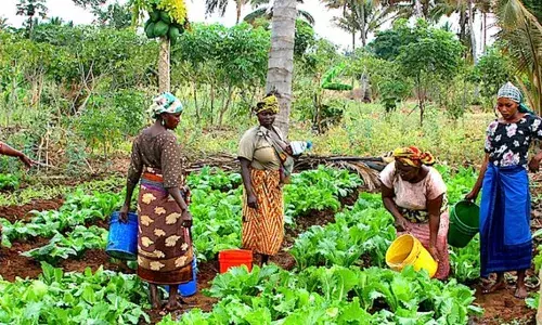 Bauchi govt. urges CBN to scale up credit facilities