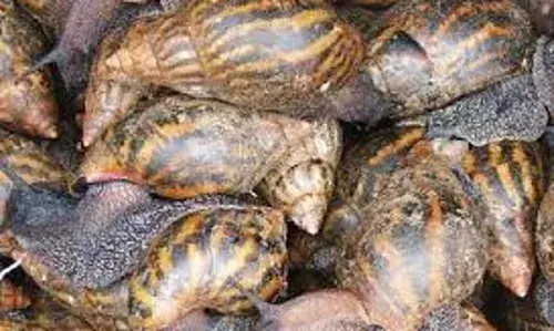 Unilorin resuscitate snail farm