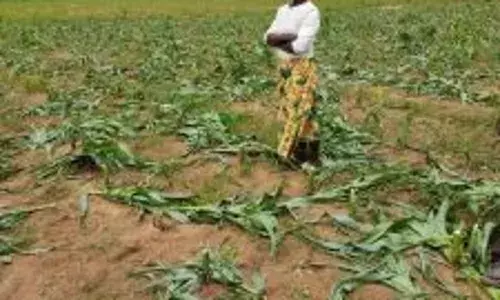 Residents decry incessant destruction of farmlands