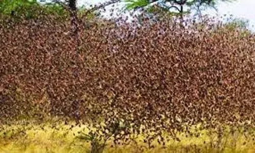 FG intensifies aerial spray in 10 Adamawa LGs – Official