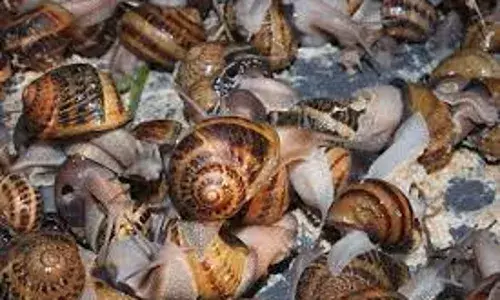 Expert seeks investment in snail value-chain by-products