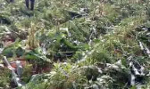 Lalong condemns destruction of farmlands by criminals