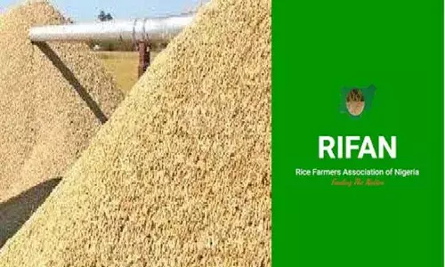 RIFAN assures Nigerians of increased rice production