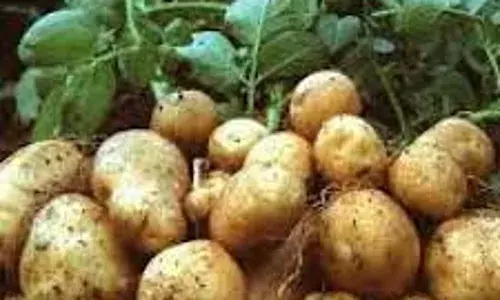 Plateau potatoes farmers hit 960,000 metric tons annually – Official
