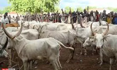 Yobe Govt introduces cattle tax