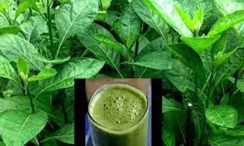 Bitter Leaf juice effective in preventing fish death — Expert