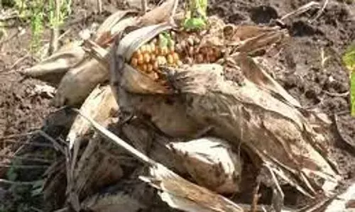 Incessant destruction of crops on farmlands may breed hunger – NUJ