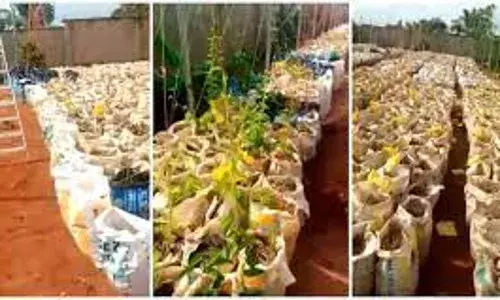 Edo Farmers say growing yam in sacks cost effective