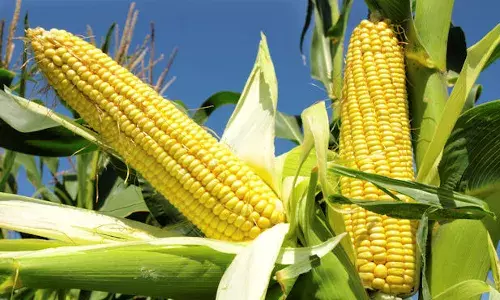 Poultry farmer tasks FG on massive Maize cultivation