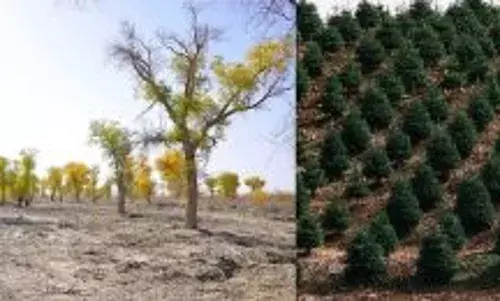 Environmentalist advocates more afforestation activities