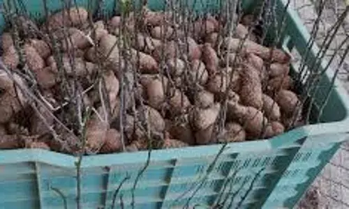 FG Distributes 50,000 Yam Seeds to Farmers