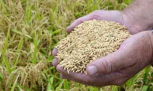 We `re expecting bumper harvest, say Ebonyi rice farmers