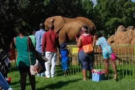 Why Nigerians don’t go to zoos again— Experts Why Nigerians don’t go to zoos again— Experts