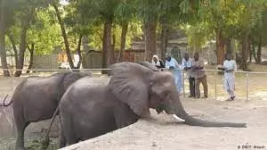 Borno Govt. restocks Maiduguri Zoo