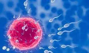 Storage limits for sperm, eggs, embryos in UK increased
