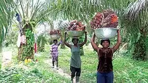 Company to train 800 oil palm farmers