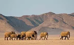 Namibia auctions 57 wild elephants