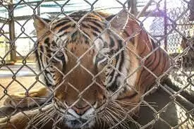 8 tigers die in Vietnam after being rescued from captivity