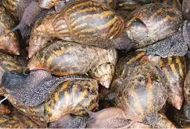 Unilorin resuscitate snail farm