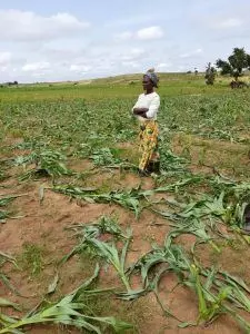 Residents decry incessant destruction of farmlands