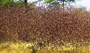 FG intensifies aerial spray in 10 Adamawa LGs – Official